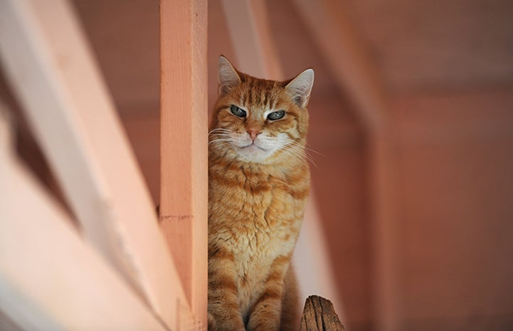 Homer the cat found his home after 17 years