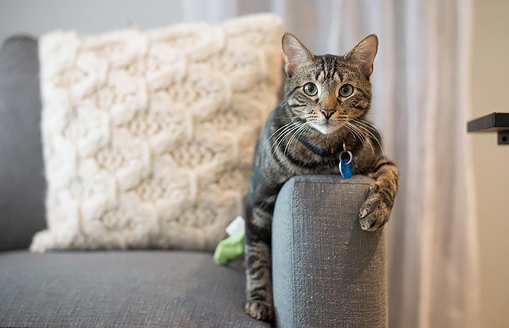 One of the feline residents at Little Lions Cafe in New York