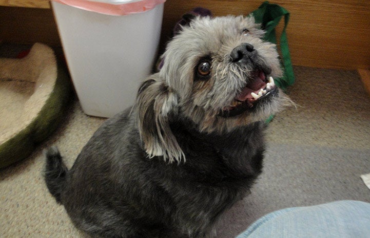 The little pug/Shih Tzu mix Ty saw the new office cat and wanted to play