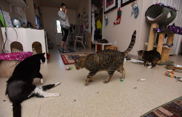 Spud the cat finds joy every day, including with his feline friends