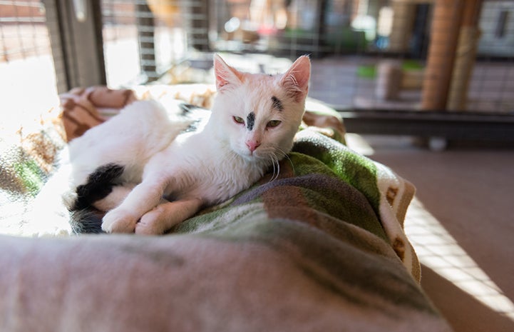 Cookie moved out of the clinic and into his own room at Cat World