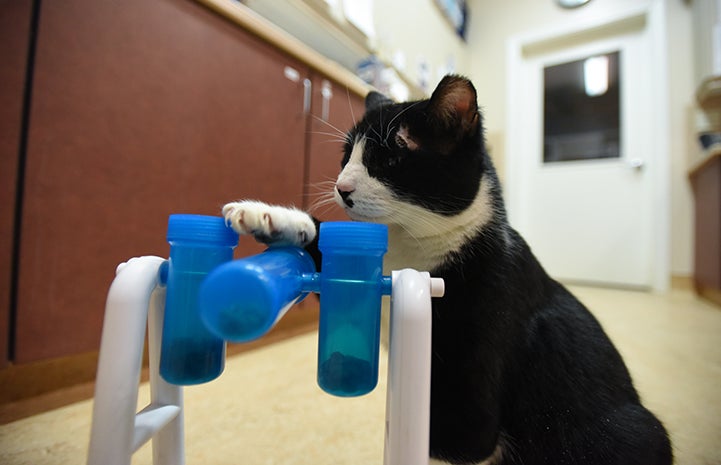 A puzzle food toy brought some extra enrichment to Lightfoot's life