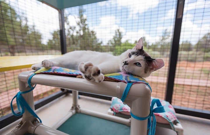 Hooper the cat enjoying a rest