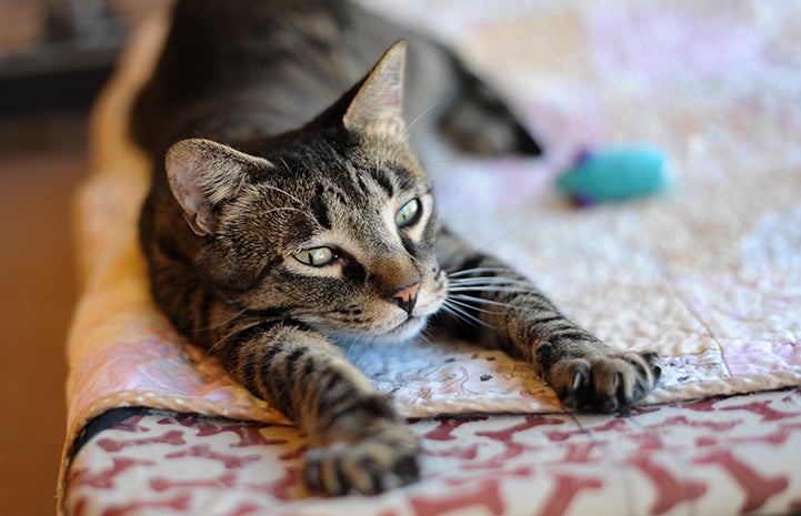 Nicky, a cat with some neurological problems, stretching