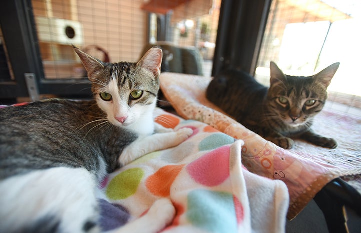 Feline buddies, Nicky and Oleander