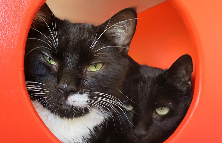 Two cats enjoy snuggling on a shelf