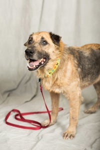 Celeste, a shepherd mix, enjoyed a very special Strut Your Mutt