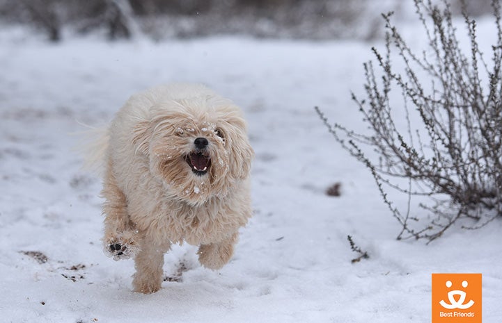 Feliz had a good romp in the cold white stuff.