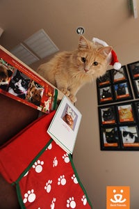 Jordy got to wear a Santa suit and play “Santa Paws”