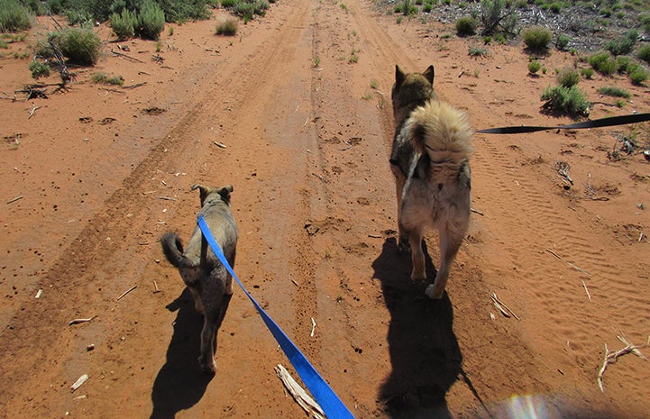 Arizona the puppy started going on “parallel” walks with other dogs