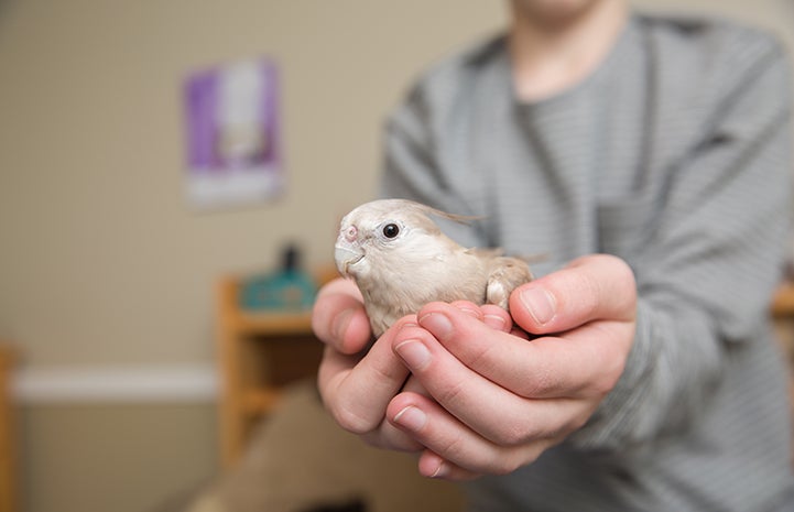 Hunter cupping Birdie in his hands