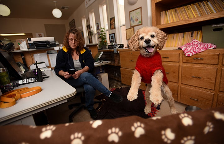 Josh, behind the Dogtown reception desk, animated and bouncy in his red sweater