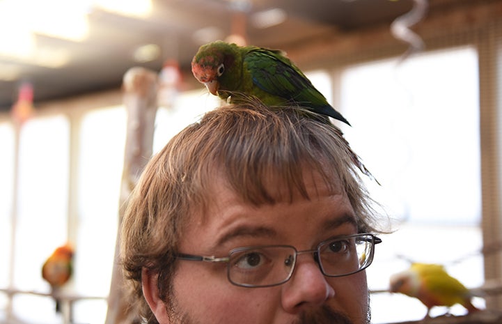 Strawberry the conure parrot climbs on Matt