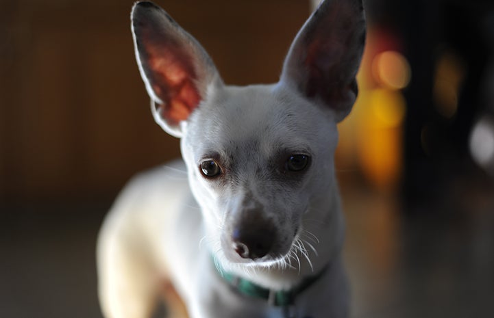 Danny the dachshund and Chihuahua mix