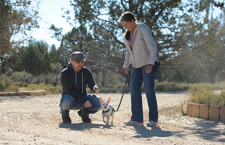 Mark joins Danny the dachshund and Chihuahua mix on a walk