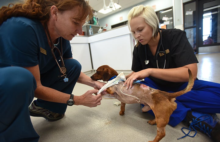 Dixon the dachshund getting some treatment at the clinic for his back wound