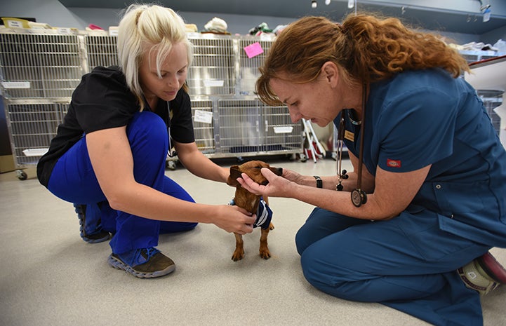 Dixon the tiny dachshund at the clinic