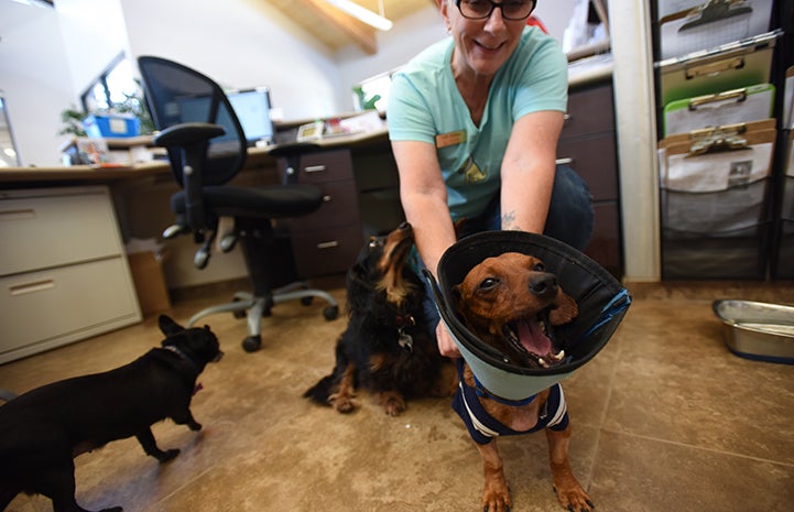 Dixon the small dachshund is now a social butterfly at the clinic