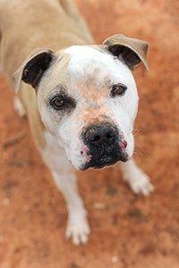 Ireland the dog's itchy skin and constant scratching were telltale signs of allergic reaction in dogs