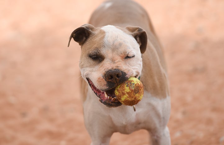 Ireland the dog enjoying playing with her ball