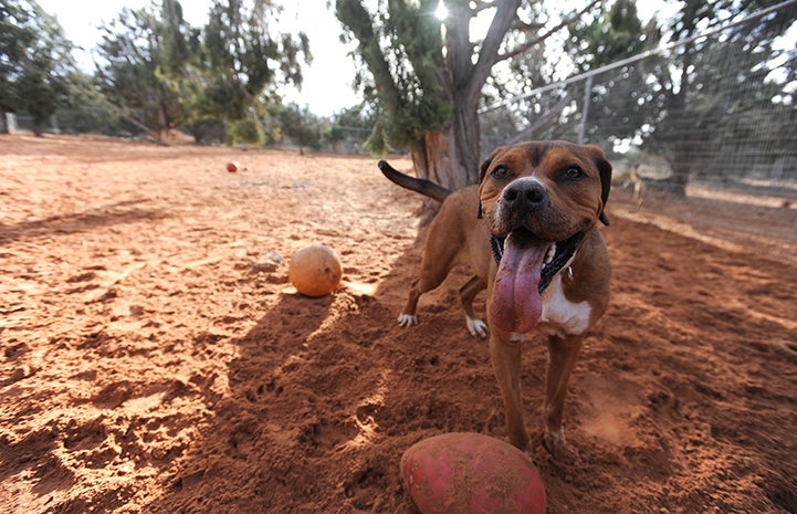 Holy Moly the dog who had a compulsive leash-biting problem at Dogtown