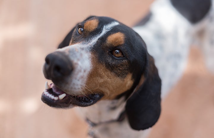 Whistler the dog has learned to control himself around other dogs and his caregivers