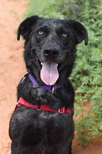 Charles the dog's self-confidence wavers around unfamiliar people, especially men