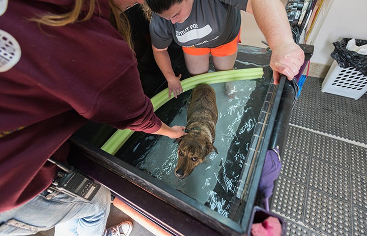 Rockford has regular trips to the Best Friends fitness center for hydrotherapy