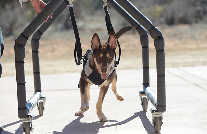 Once Caboodle gets rolling in his specially designed cart, he’s hard to stop