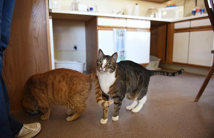 Clark with his buddy at Cat World