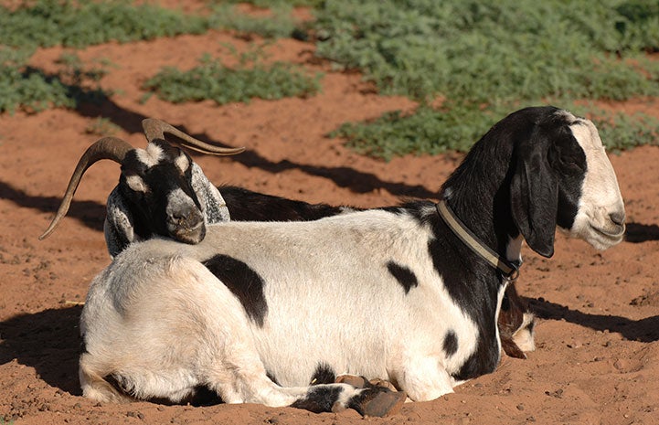 Tired goats Miss Lydia and Emily