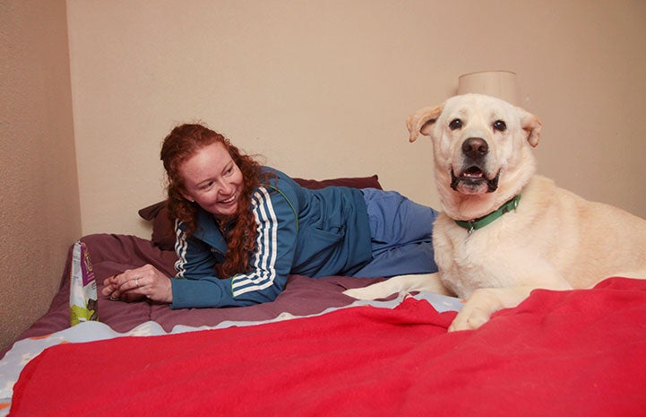 Zoraster the yellow Labrador on a sleepover