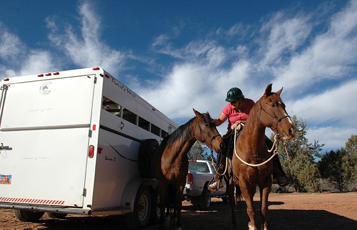 Horses Felix and Firebug