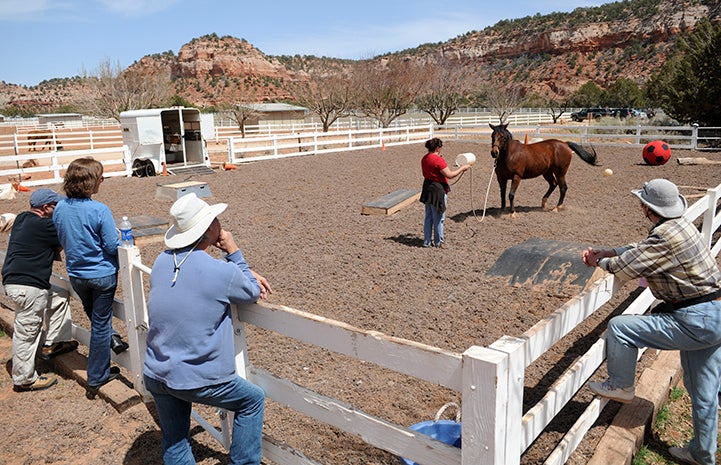 Felix the horse doing Parelli for an audience