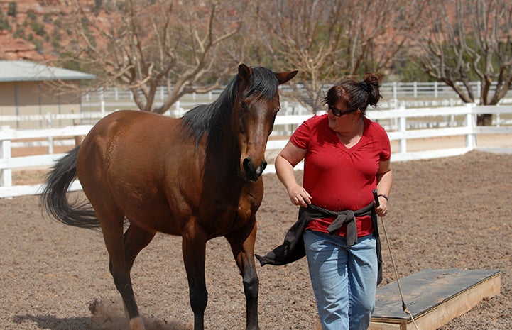 Felix the horse doing Parelli