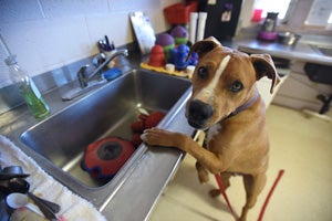 Exuberant dog named Guy in the kitchen, with his paw up on the sink