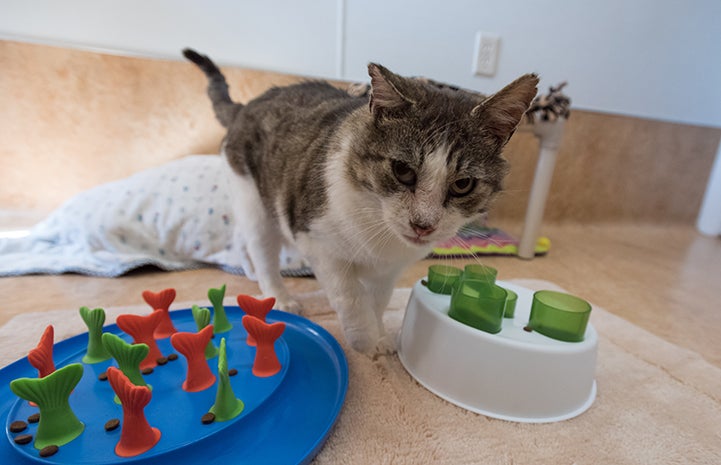 Eli the cat eagerly awaits his food puzzle each morning