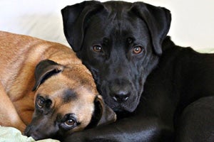 Christopher the black Labrador retriever is now renamed Otis in his new home