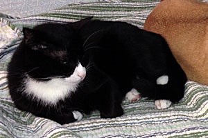 Panda the tuxedo tomcat snuggling with Sadie the pug