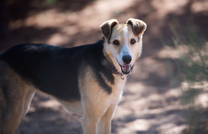 With time, patience and lots of love, Sequoia has faced her fears and opened her heart to people again