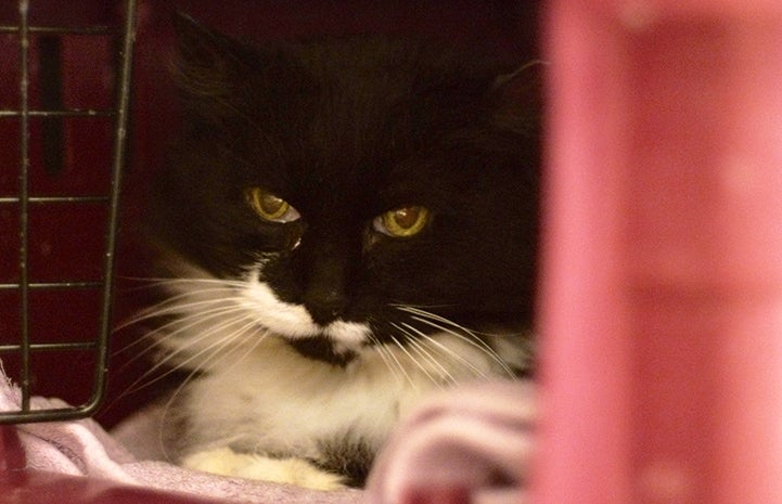 Maggie, a feline star of "Feral Love," in a carrier