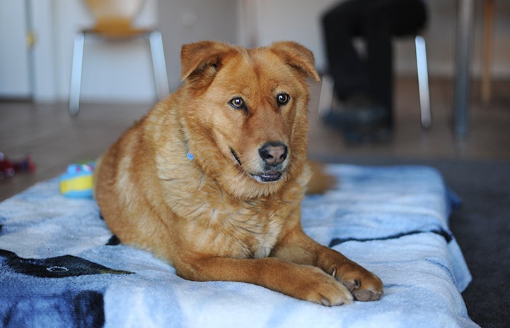 Watching another dog helped Lava realize that people are kind and fun to be around