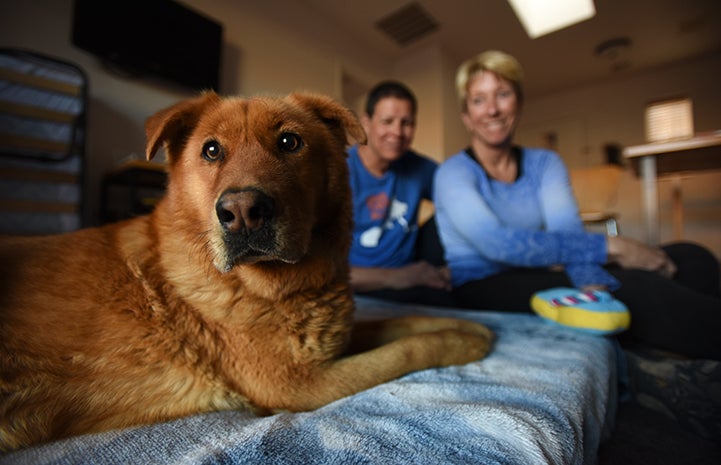 Lava the dog's first sleepover