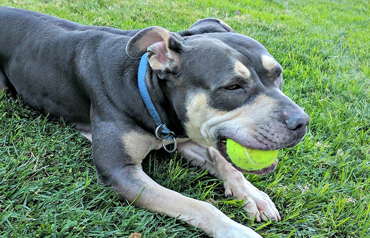 Thanks to Slumber Buddies weekend, Paisley showed everyone what a good girl she is. After capturing the hearts of her foster family during Slumber Buddies weekend, Paisley is enjoying life in her forever home.