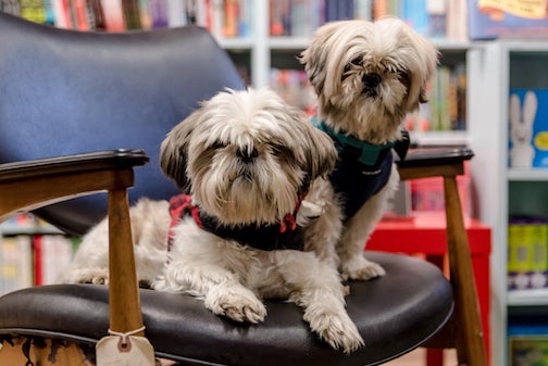 Two adopted senior dogs 