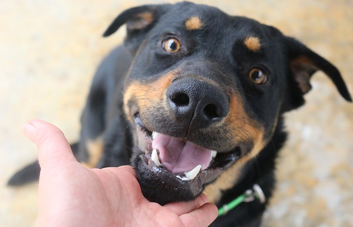 Zollie is available for adoption from the Brookhaven Animal Rescue League