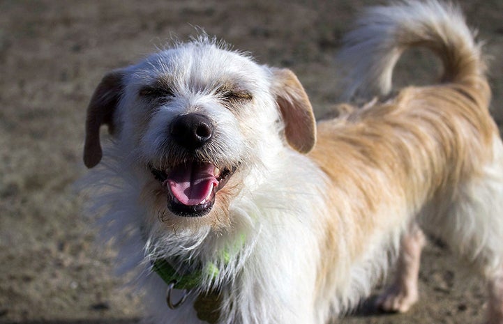 Jack is available for adoption from Seal Beach Animal Care Center