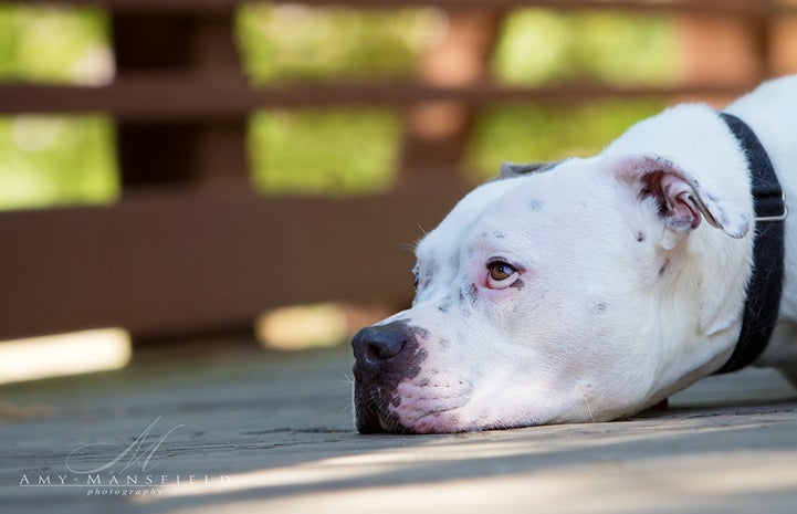 Fidget is available for adoption from Wagging Dog Rescue