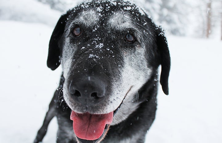 Tara is available for adoption from the MCPAWS Regional Animal Shelter