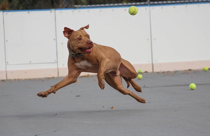 Pete is available for adoption from Plenty of Pitbulls